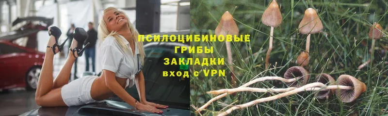 Псилоцибиновые грибы Psilocybe  Гай 